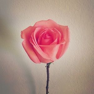 Meet your Posher, Ana